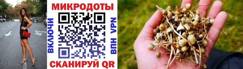 магазин продажи   Апатиты  Псилоцибиновые грибы Psilocybine cubensis 